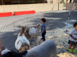 Toddlers outside petting goats during a hands-on animal interaction activity at preschool daycare.